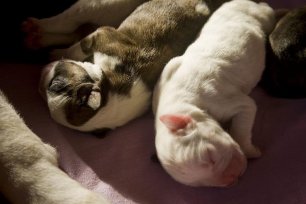 vendo camada de boxer