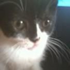 Vendo gatitos  exoticos !!MUY ECONOMICO!!! - mejor precio | unprecio.es