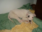 venta de animales - mejor precio | unprecio.es
