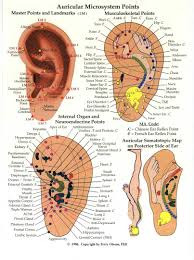 Auriculoterapia para adelgazar