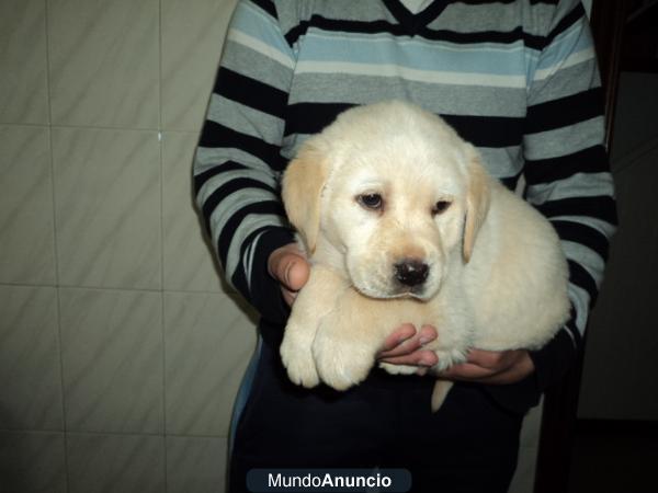 labrador dorado