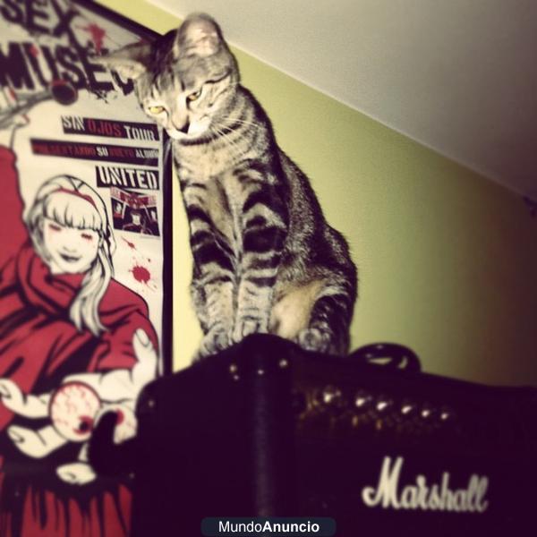 Se regala gata joven por no poder atender