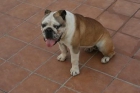 Venta bulldog ingles hembra adulto - mejor precio | unprecio.es