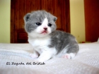 British shorthair " El Zaguán del British" - mejor precio | unprecio.es