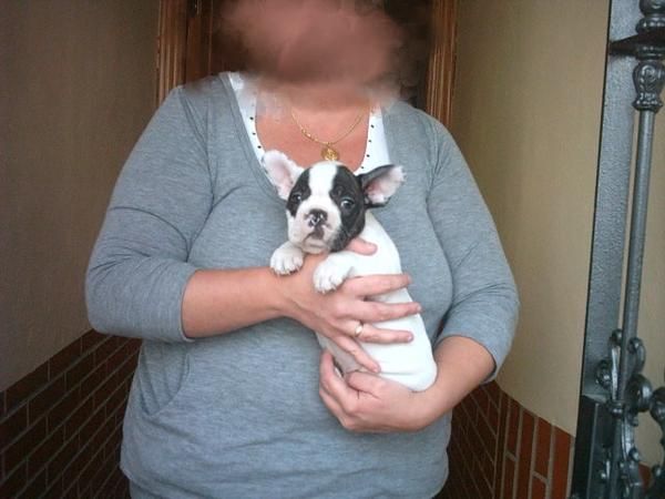 Bulldog frances con pedigri Oportunidad