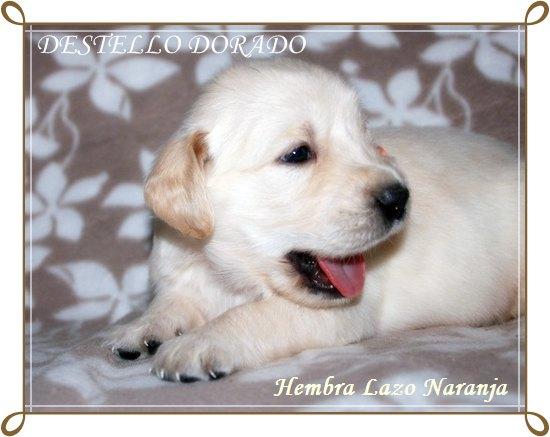 Cachorritos Golden Retriever descendientes de Multi-Campeones