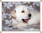 Cachorritos Golden Retriever descendientes de Multi-Campeones - mejor precio | unprecio.es