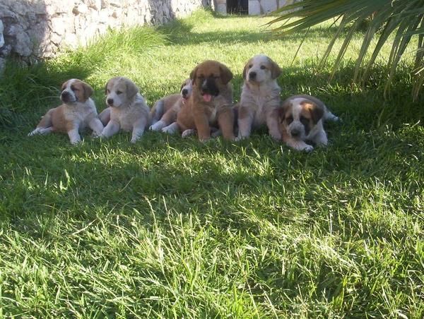 Cachorros de mastín español