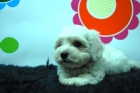 camadita de MALTES!!! cachorrines para entregar!! calidad y profesionalidad - mejor precio | unprecio.es