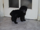 caniche toy hembra negra 275 euros!! - mejor precio | unprecio.es