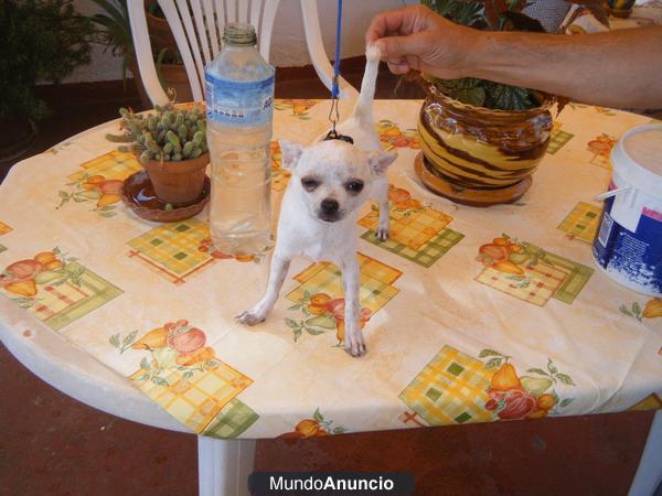 chihuahuas miniatura hembra chihuahuas miatura macho son sin pedegri estan vacunados y precio economico