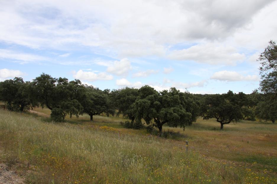 Finca ganadera  340.000 m2 .guadarrama. oportunidad de inversion.