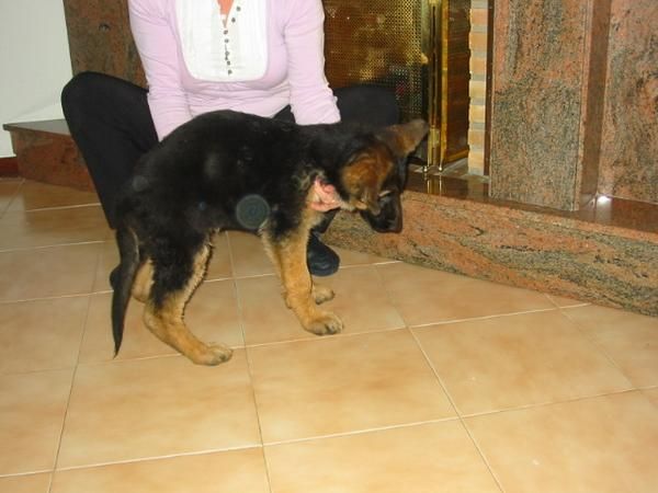 Pastores alemanes,cachorros,pedigree.