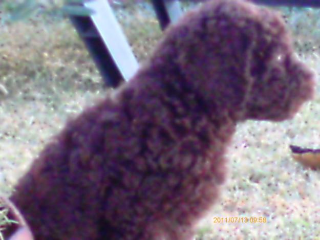 perro de aguas