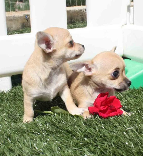 Tu Chihuahua al precio que desebas