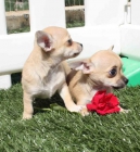 Tu Chihuahua al precio que desebas - mejor precio | unprecio.es