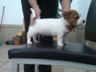 Ultimo Cachorro Jack russell. Precio Negociable - mejor precio | unprecio.es