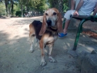 ADOPTA A LOLA - mejor precio | unprecio.es