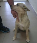 Adopta a Lola - mejor precio | unprecio.es