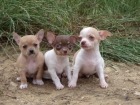 Cachorros Chihuahua 400€ - mejor precio | unprecio.es