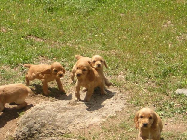 cachorros cocker spaniel