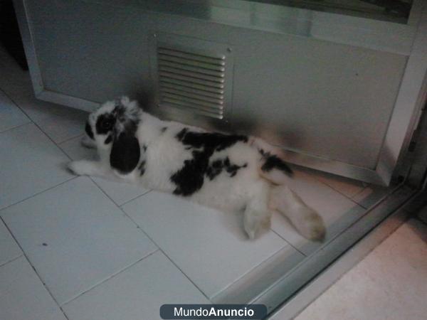 Conejo enano vendo por tener poco espacio en casa
