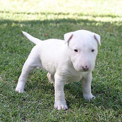 Espectaculares cachorros bullterries blancos