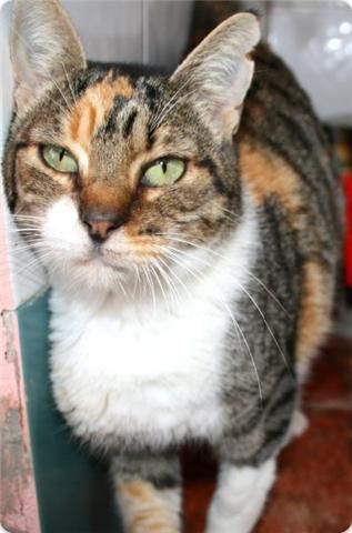 NURIA, GATITA ESPECIAL EN ADOPCION...