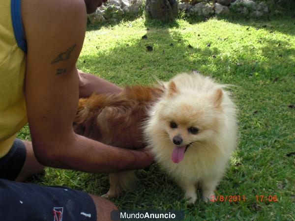 Pomerania toy linha alemao buena calidade!!!