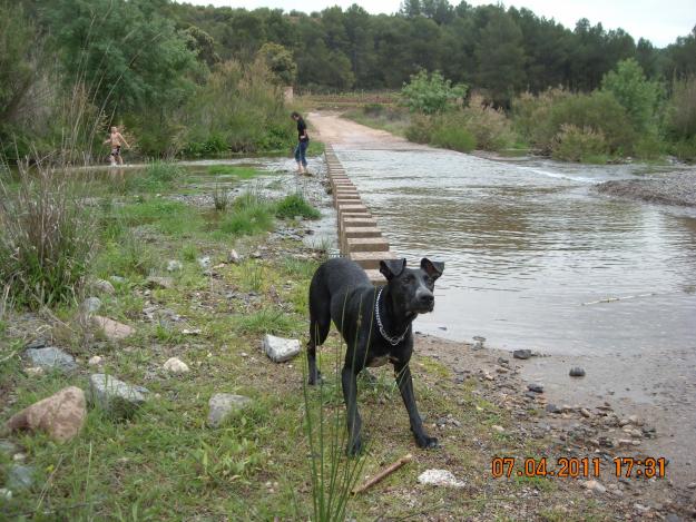 Regalo Perra pastor aleman con labrador negra 1 año