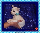 UNA  CHIHUAHUA  DE ""PELICULA"" - mejor precio | unprecio.es