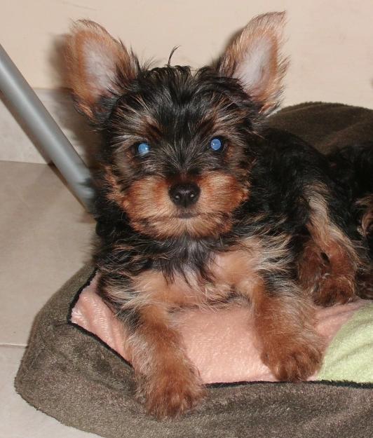 Yorkshire Terrier