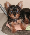 Yorkshire Terrier - mejor precio | unprecio.es