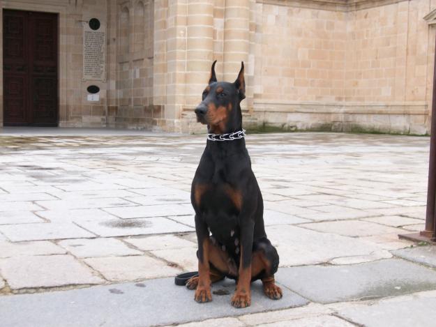 dobermanns de competición.