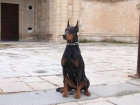 dobermanns de competición. - mejor precio | unprecio.es