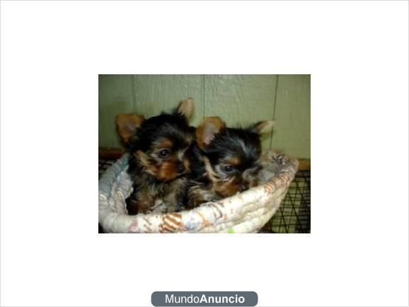 Buque micro este macho y hembra cachorros yorkshire terrier‏