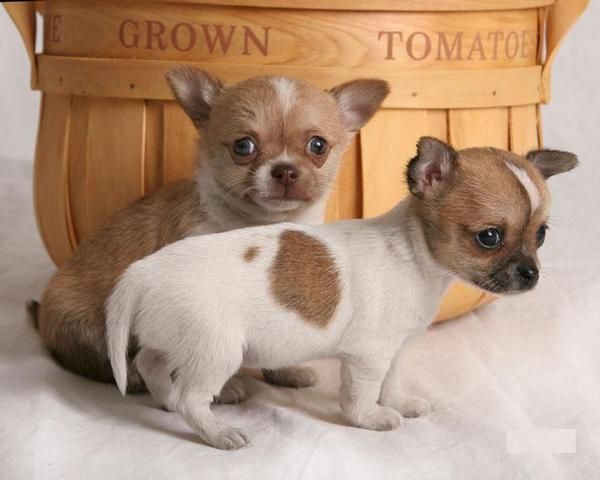 CACHORROS DE CHIHUAHUA DE BEBE ADORABLES PARA VENTA. 250