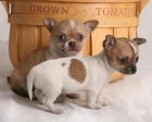 CACHORROS DE CHIHUAHUA DE BEBE ADORABLES PARA VENTA. 250 - mejor precio | unprecio.es