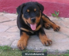 cachorros de rottweiler - mejor precio | unprecio.es