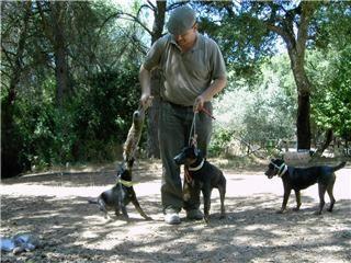 cachorros JAGD TERRIER con PEDIGREE