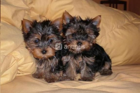 Cachorros miniatura de Yorkshire Terrier