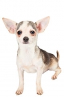 Chihuahuas para san valentin - mejor precio | unprecio.es