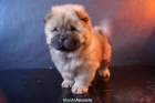 Disponemos de cachorros CHOW CHOW en color canela o blancos - mejor precio | unprecio.es