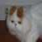 GATO SIBERIANO - mejor precio | unprecio.es