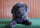 Labrador camada en color chocolate cachorritos - mejor precio | unprecio.es