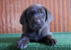 Labrador camada en color chocolate cachorritos - mejor precio | unprecio.es