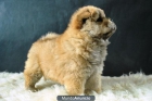 Para Tu Hogar Ejemplares de Chow chow Rojos tambien blancos - mejor precio | unprecio.es