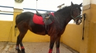 Se vende pony asturcona - mejor precio | unprecio.es