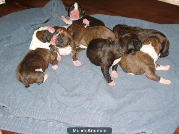 se venden cachorros de boxer
