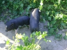 vendo cerdo vietnamita 50!!! - mejor precio | unprecio.es